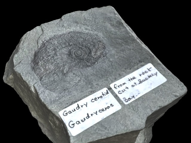 3D Fossils